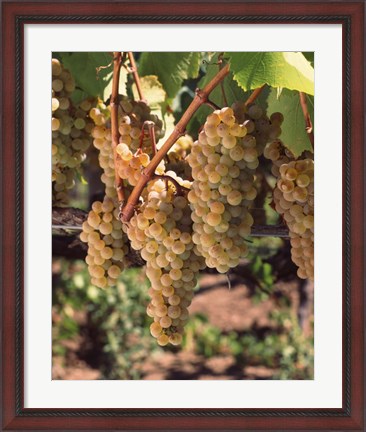 Framed Chardonnay Grapes, California Print