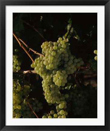 Framed Grapes in a Viineyard, Carneros Region, California Print