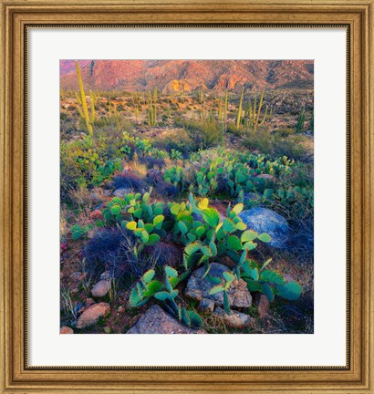 Framed Prickly pear and saguaro cacti, Santa Catalina Mountains, Oro Valley, Arizona, USA Print