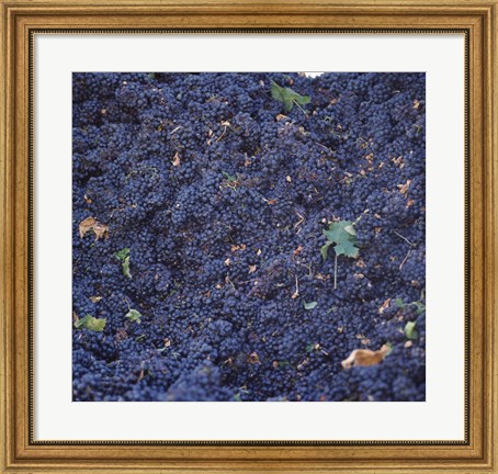 Framed Cabernet Sauvignon Grapes in Vineyard, Wine Country, California Print