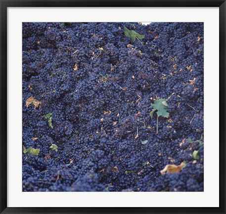 Framed Cabernet Sauvignon Grapes in Vineyard, Wine Country, California Print