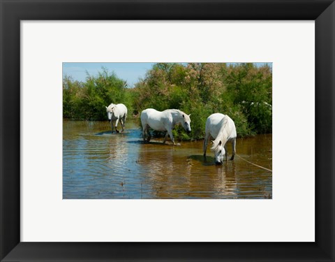 Framed Three Camargue white horses in a lagoon,  Camargue, Saintes-Maries-De-La-Mer, Provence-Alpes-Cote d&#39;Azur, France Print