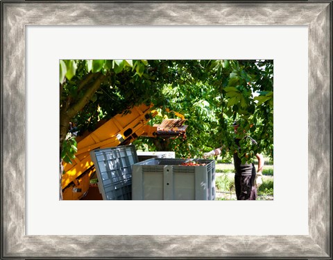 Framed Cherry Harvester, Cucuron, Vaucluse, Provence-Alpes-Cote d&#39;Azur, France Print