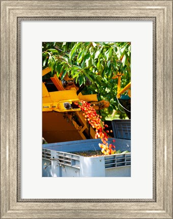 Framed Harvesting Cherries, Cucuron, Vaucluse, Provence-Alpes-Cote d&#39;Azur, France Print