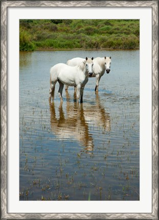 Framed Two Camargue White Horses in a Lagoon, Camargue, Saintes-Maries-De-La-Mer, Provence-Alpes-Cote d&#39;Azur, France (vertical) Print
