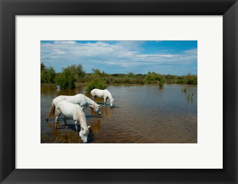 Framed Three white Camargue horses in a lagoon, Camargue, Saintes-Maries-De-La-Mer, Provence-Alpes-Cote d&#39;Azur, France Print