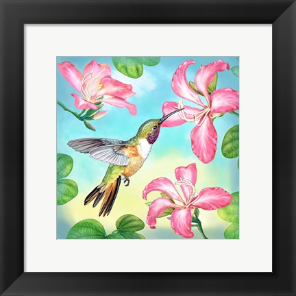 Framed Bahama Woodstar In Orchid Tree Print