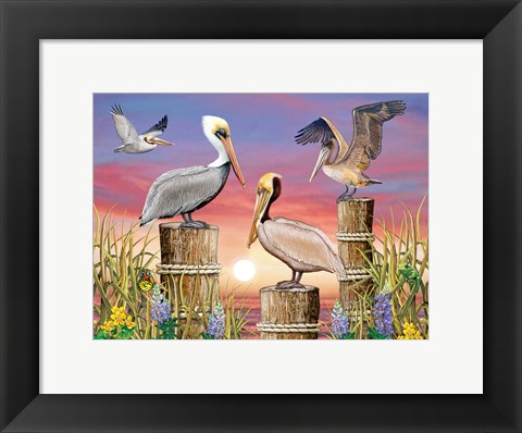 Framed Pelicans Print