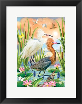 Framed Reddish Heron Two Phases Print