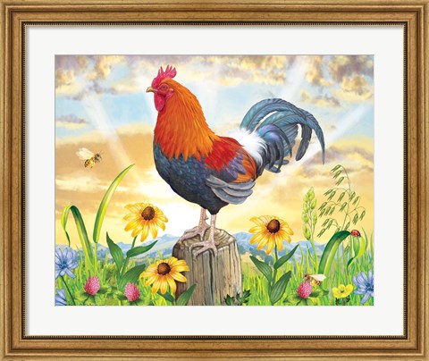 Framed Rooster At Dawn Print