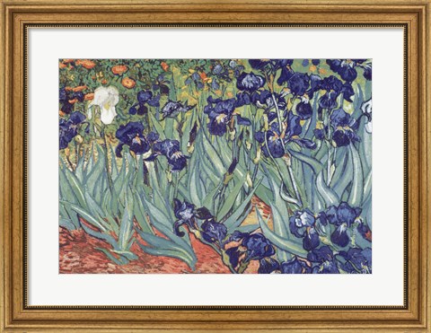 Framed Irises, Saint-Remy, c.1889 Print
