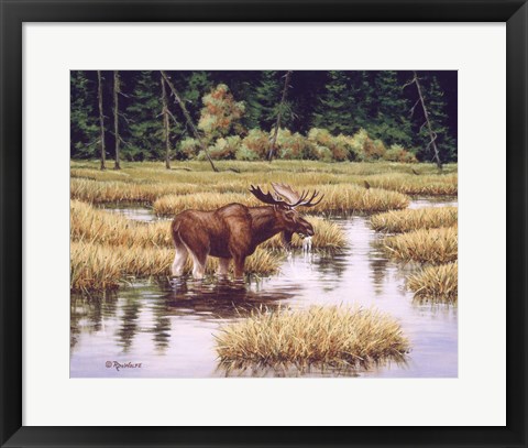 Framed Lone Bull Print