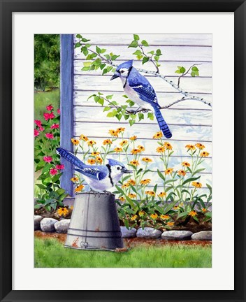 Framed Bluejays Print