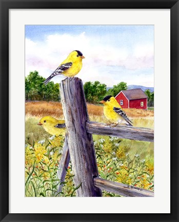 Framed Goldfinch Print