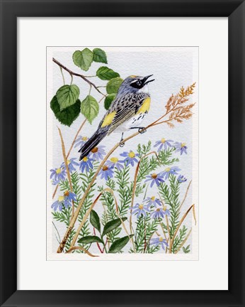Framed Myrtle Warbler and Asters Print