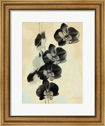 Framed Orchid Blush Panels III Print