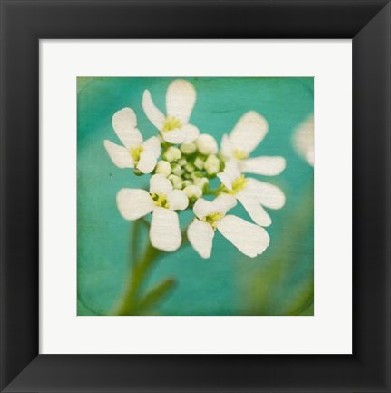 Framed White Flowers III Print