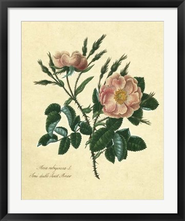 Framed Sweet Briar Rose Print