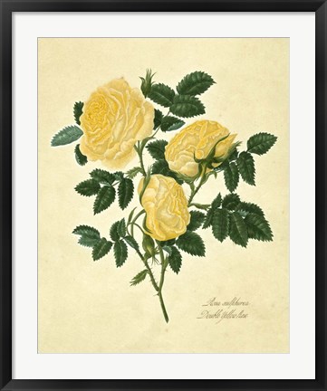 Framed Double Yellow Rose Print