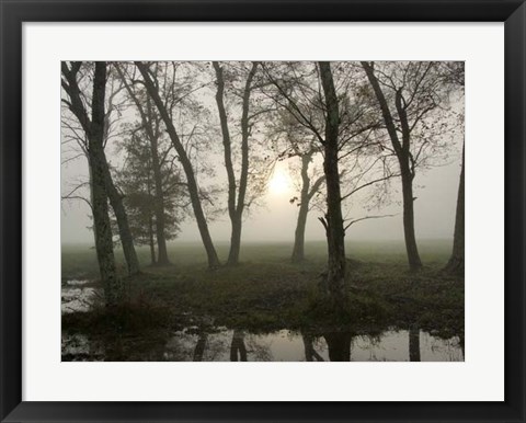 Framed Reflections of Nature Print