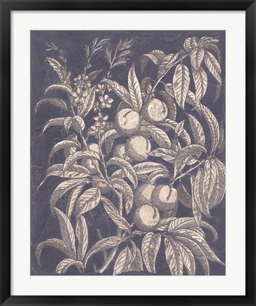Framed Vintage Fruit &amp; Floral II Print