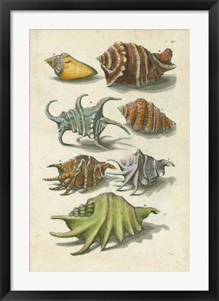 Framed Conch Shell Illustre Print