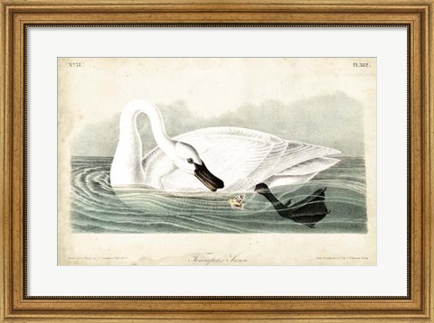 Framed Trumpeter Swan I Print