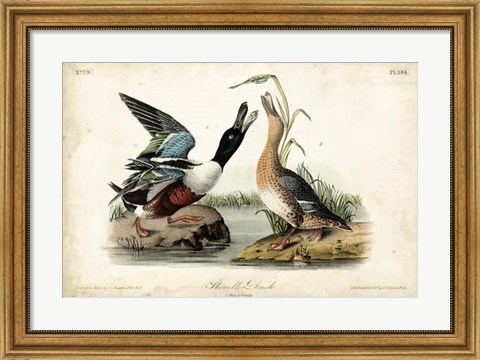 Framed Audubon Ducks I Print
