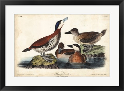 Framed Audubon Ducks II Print