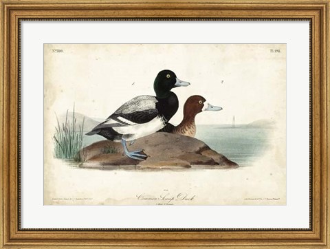 Framed Audubon Ducks III Print