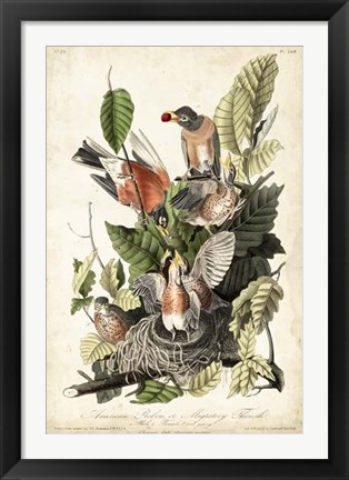 Framed Audubon&#39;s American Robin Print
