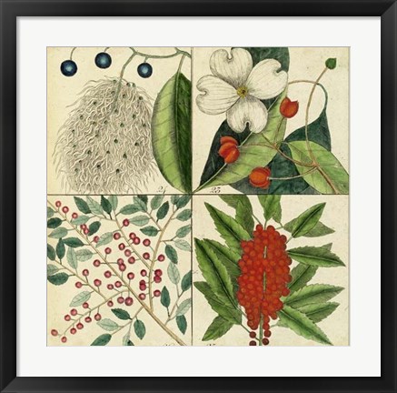 Framed Catesby Botanical Quadrant II Print
