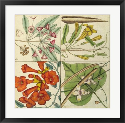 Framed Catesby Botanical Quadrant III Print