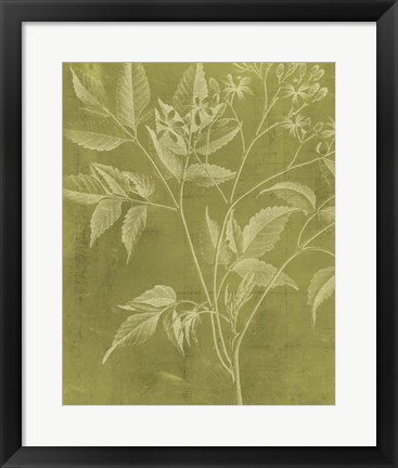 Framed Modern Botany V Print