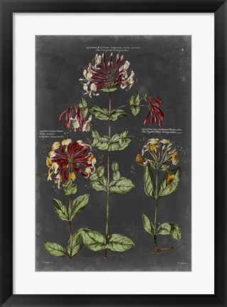 Framed Vintage Botanical Chart I Print