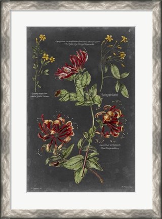 Framed Vintage Botanical Chart II Print