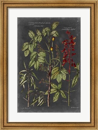 Framed Vintage Botanical Chart III Print