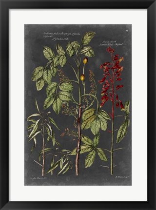 Framed Vintage Botanical Chart III Print