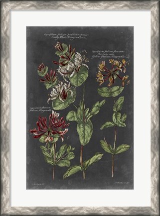 Framed Vintage Botanical Chart IV Print