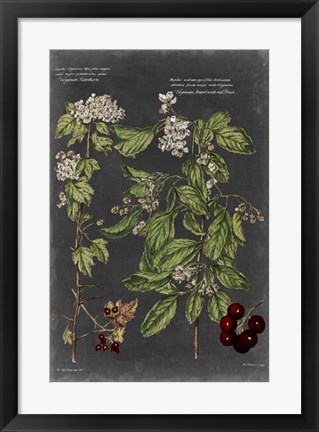 Framed Vintage Botanical Chart VI Print