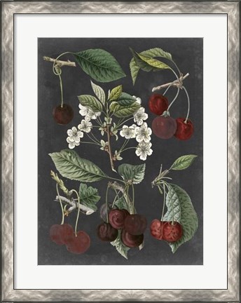 Framed Orchard Varieties I Print