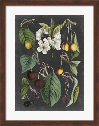 Framed Orchard Varieties II Print