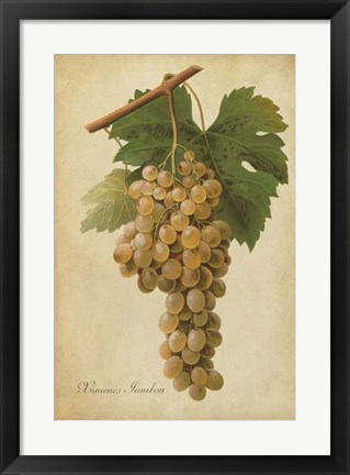 Framed Vintage Vines II Print
