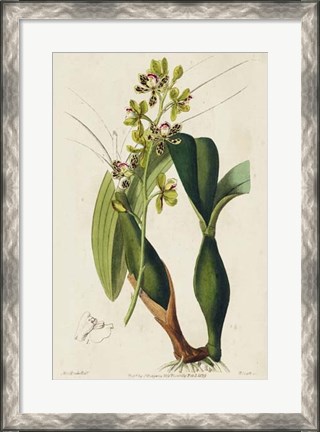 Framed Spring Orchid III Print