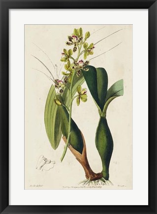 Framed Spring Orchid III Print