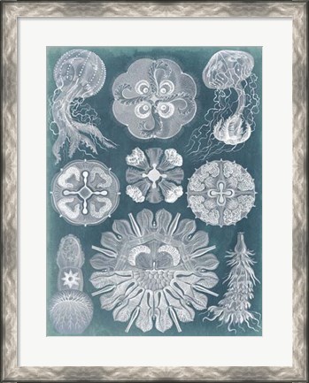 Framed Sealife Blueprint IV Print