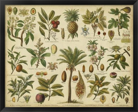 Framed Classification of Tropical Plants Print