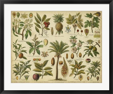 Framed Classification of Tropical Plants Print