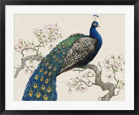 Framed Peacock &amp; Blossoms I Print