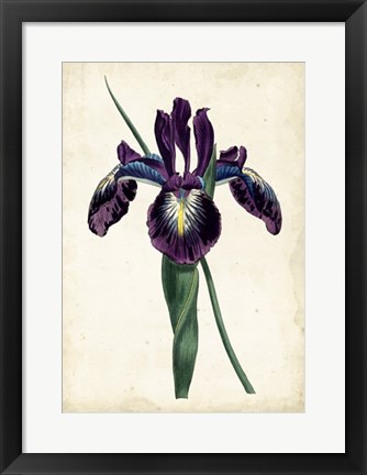 Framed Curtis Iris V Print